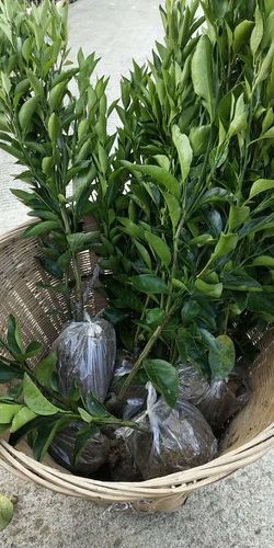 桔子树苗带刺是哪个品种?-第3张图片-宁夏农业信息网 桔子树苗带刺是哪个品种?-第3张图片-宁夏农业信息网