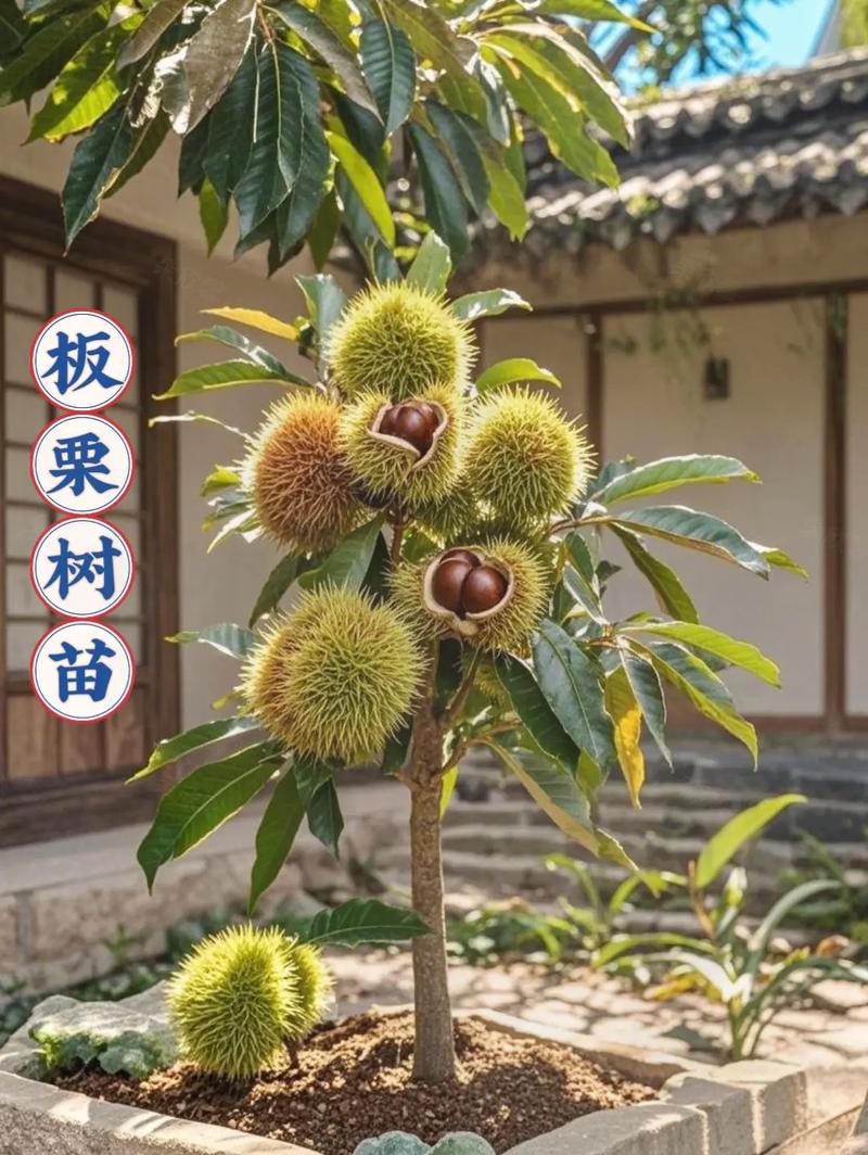 板栗树何时种？怎么种才高产？-第2张图片-宁夏农业信息网