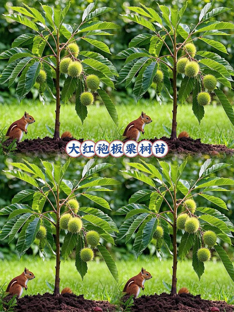 板栗树何时种?怎么种才高产?-第1张图片-宁夏农业信息网 板栗树何时种?怎么种才高产?-第1张图片-宁夏农业信息网