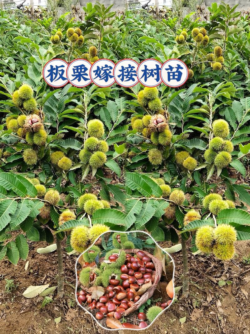 板栗树何时种？怎么种才高产？-第3张图片-宁夏农业信息网