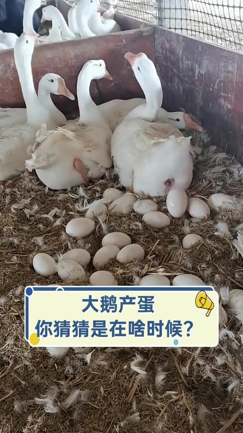 什么品种大鹅产蛋量最高？-第1张图片-宁夏农业信息网