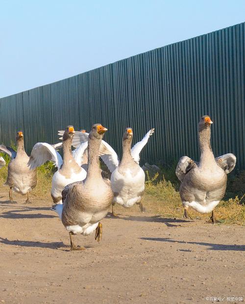 什么品种大鹅产蛋量最高？-第2张图片-宁夏农业信息网