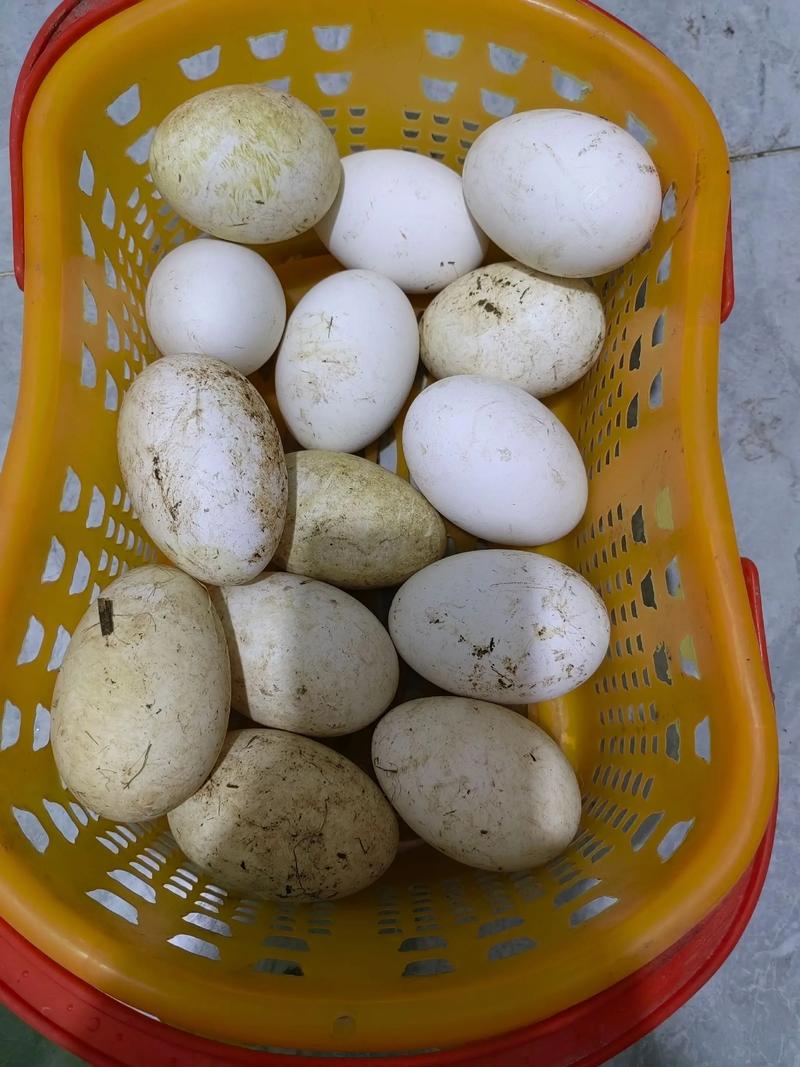 什么品种大鹅产蛋量最高？-第3张图片-宁夏农业信息网