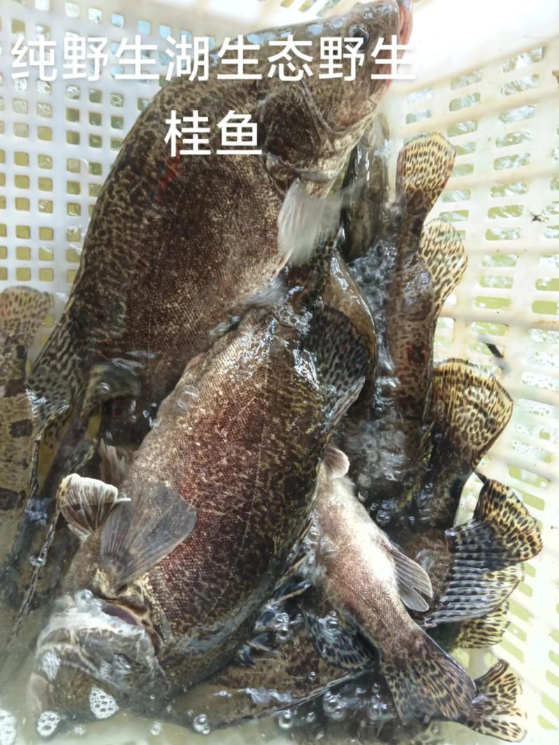 桂鱼养殖投喂方法具体有几种？-第3张图片-宁夏农业信息网