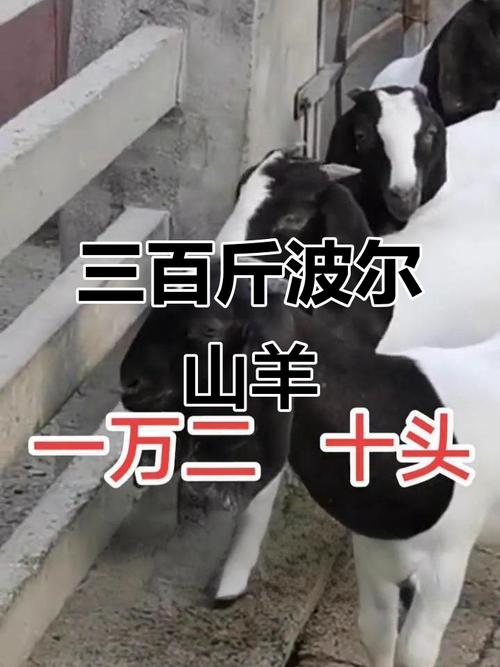 全国市场上最大的羊品种是哪个？-第2张图片-宁夏农业信息网