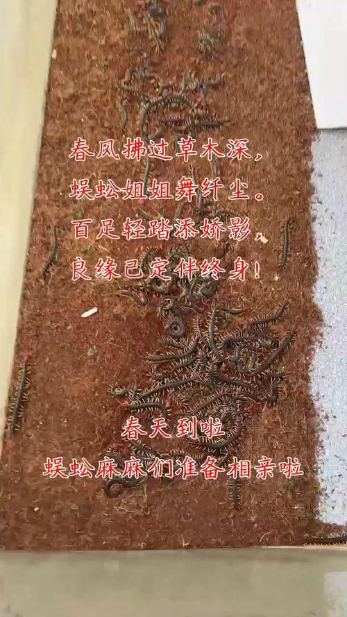 蜈蚣怎么养？视频教程教你方法。-第2张图片-宁夏农业信息网