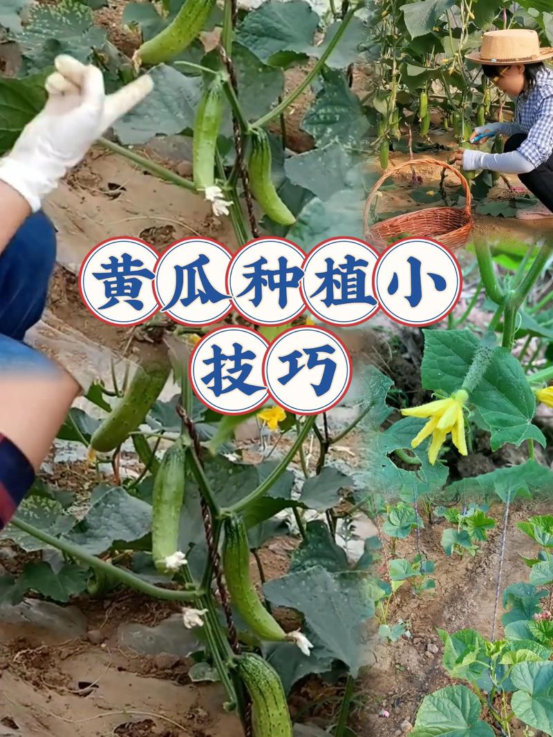 黄瓜种植管理视频有哪些关键技巧？-第2张图片-宁夏农业信息网