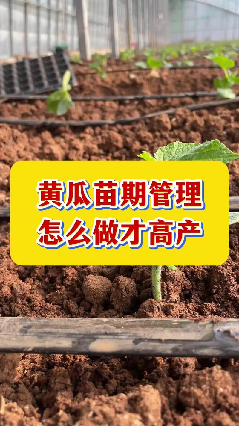 黄瓜种植管理视频有哪些关键技巧？-第3张图片-宁夏农业信息网