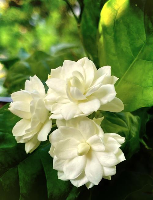 商业用茉莉花是哪个品种？-第3张图片-宁夏农业信息网