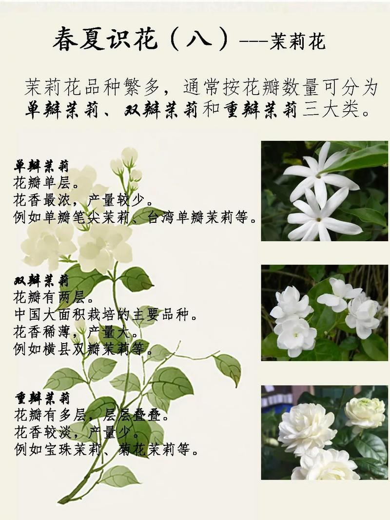 商业用茉莉花是哪个品种？-第1张图片-宁夏农业信息网