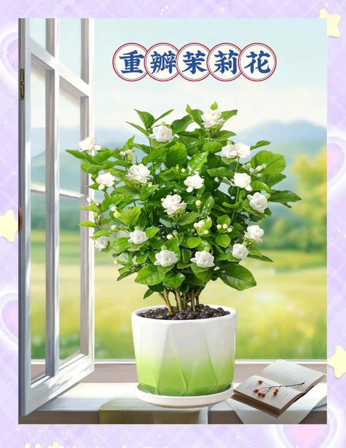 商业用茉莉花是哪个品种？-第2张图片-宁夏农业信息网