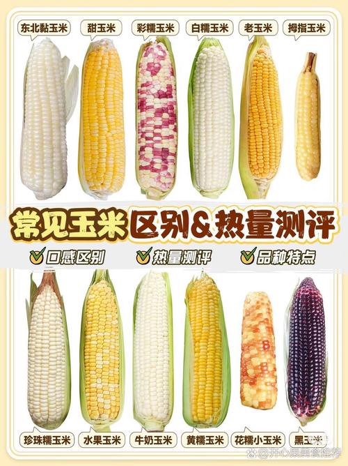 吉东28玉米种价格多少？-第2张图片-宁夏农业信息网