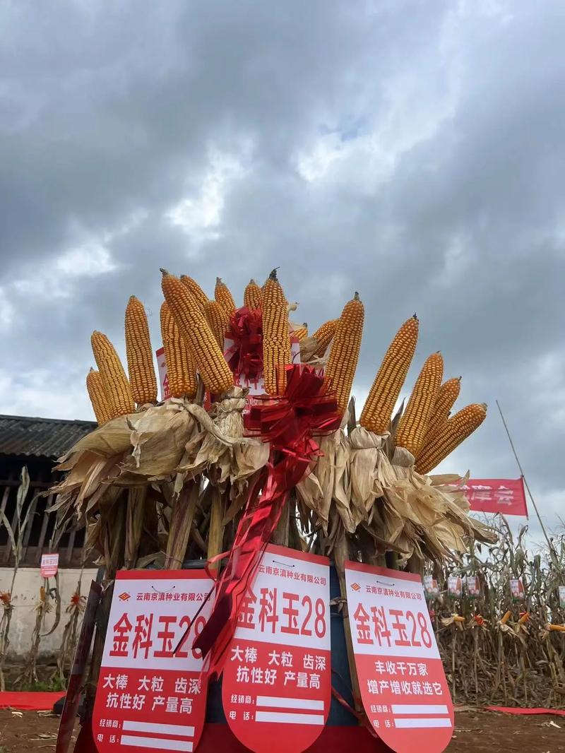 吉东28玉米种价格多少?-第3张图片-宁夏农业信息网 吉东28玉米种价格多少?-第3张图片-宁夏农业信息网