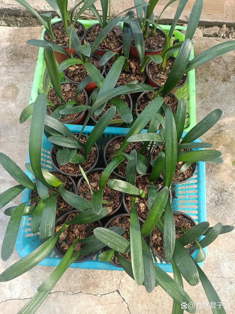 胜利君子兰哪些品种能授粉？-第3张图片-宁夏农业信息网