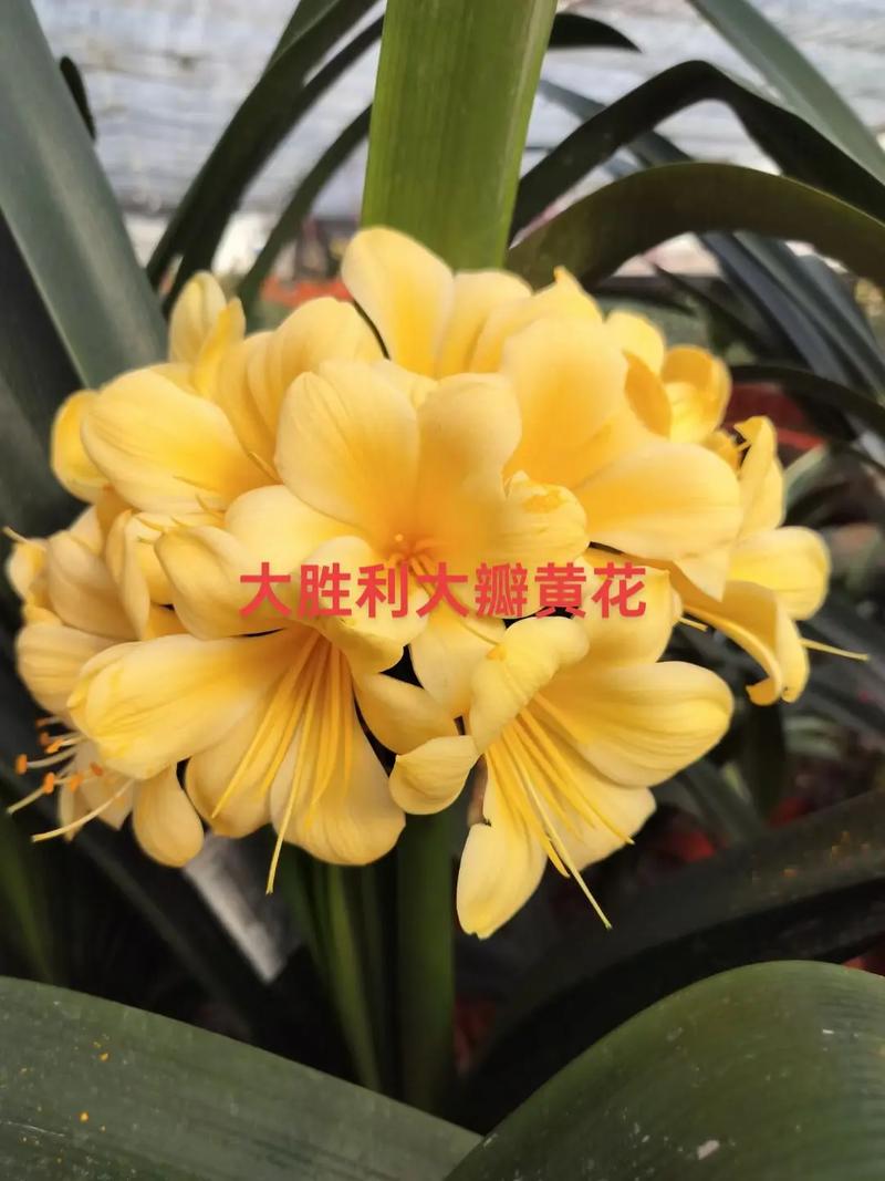 胜利君子兰哪些品种能授粉？-第1张图片-宁夏农业信息网