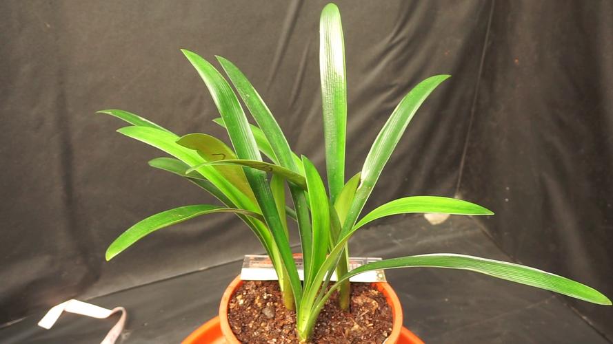 胜利君子兰哪些品种能授粉？-第2张图片-宁夏农业信息网