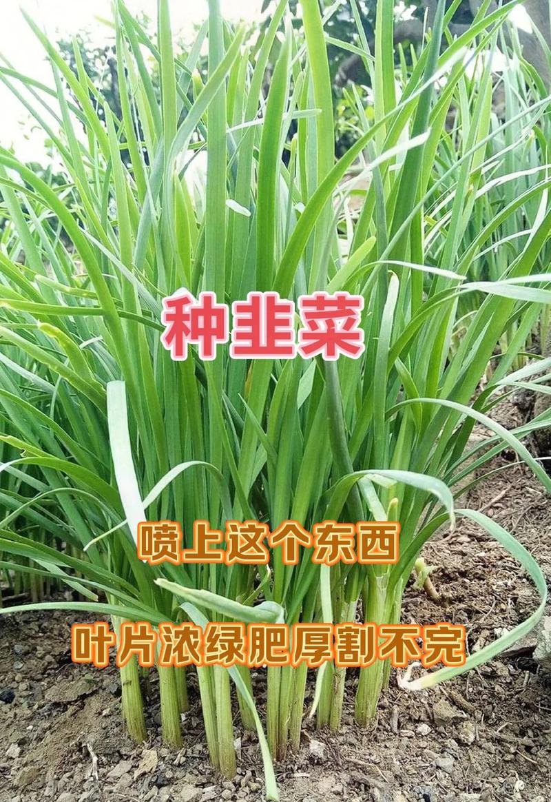 韭菜苔何时种？怎么种才能高产？-第1张图片-宁夏农业信息网