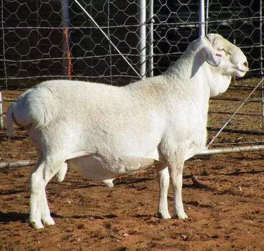 波尔山羊常见病有哪些防治方法？-第3张图片-宁夏农业信息网