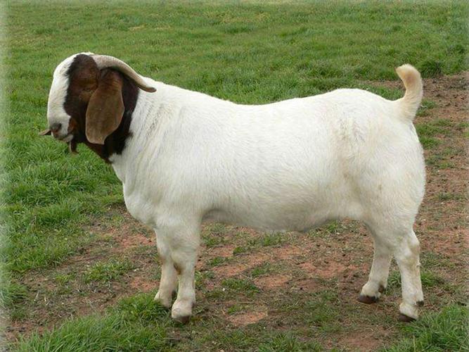 波尔山羊常见病有哪些防治方法？-第1张图片-宁夏农业信息网