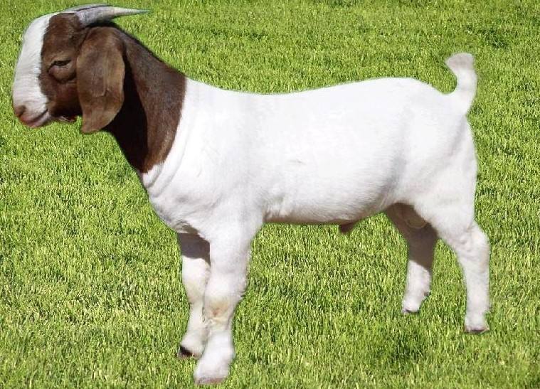 波尔山羊常见病有哪些防治方法？-第2张图片-宁夏农业信息网