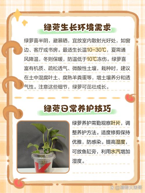 绿萝冬天怎么浇水才正确？-第1张图片-宁夏农业信息网