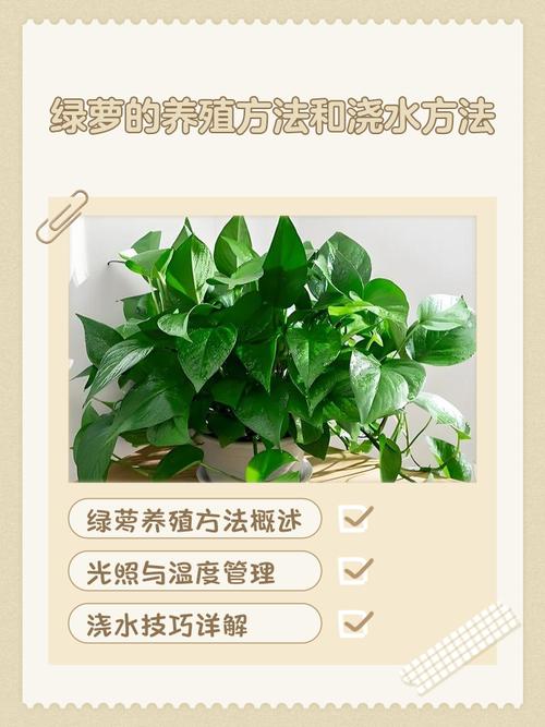 绿萝冬天怎么浇水才正确？-第2张图片-宁夏农业信息网