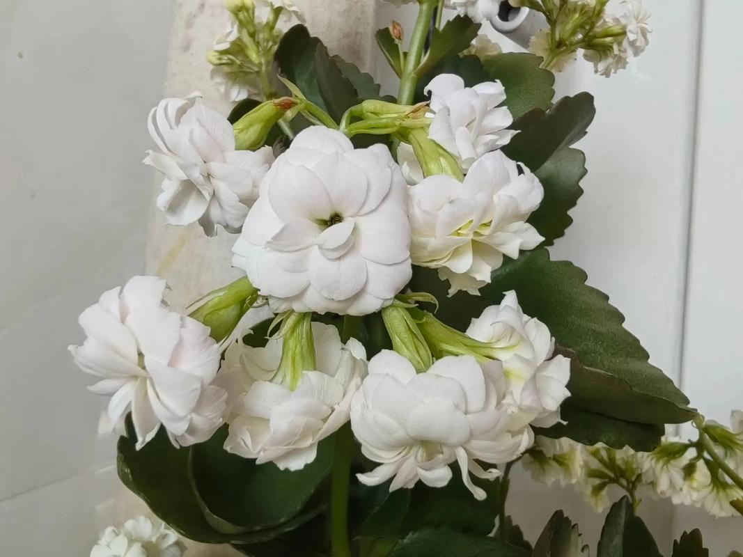 白色长寿花有哪些经典品种推荐?-第2张图片-宁夏农业信息网 白色长寿花有哪些经典品种推荐?-第2张图片-宁夏农业信息网