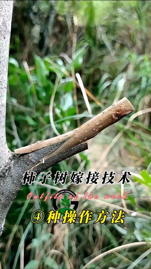 柿树何时嫁接？方法图片详解！-第3张图片-宁夏农业信息网