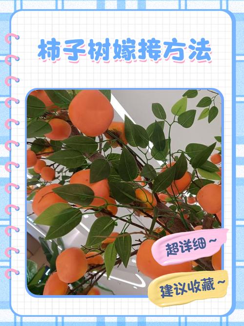 柿树何时嫁接？方法图片详解！-第2张图片-宁夏农业信息网