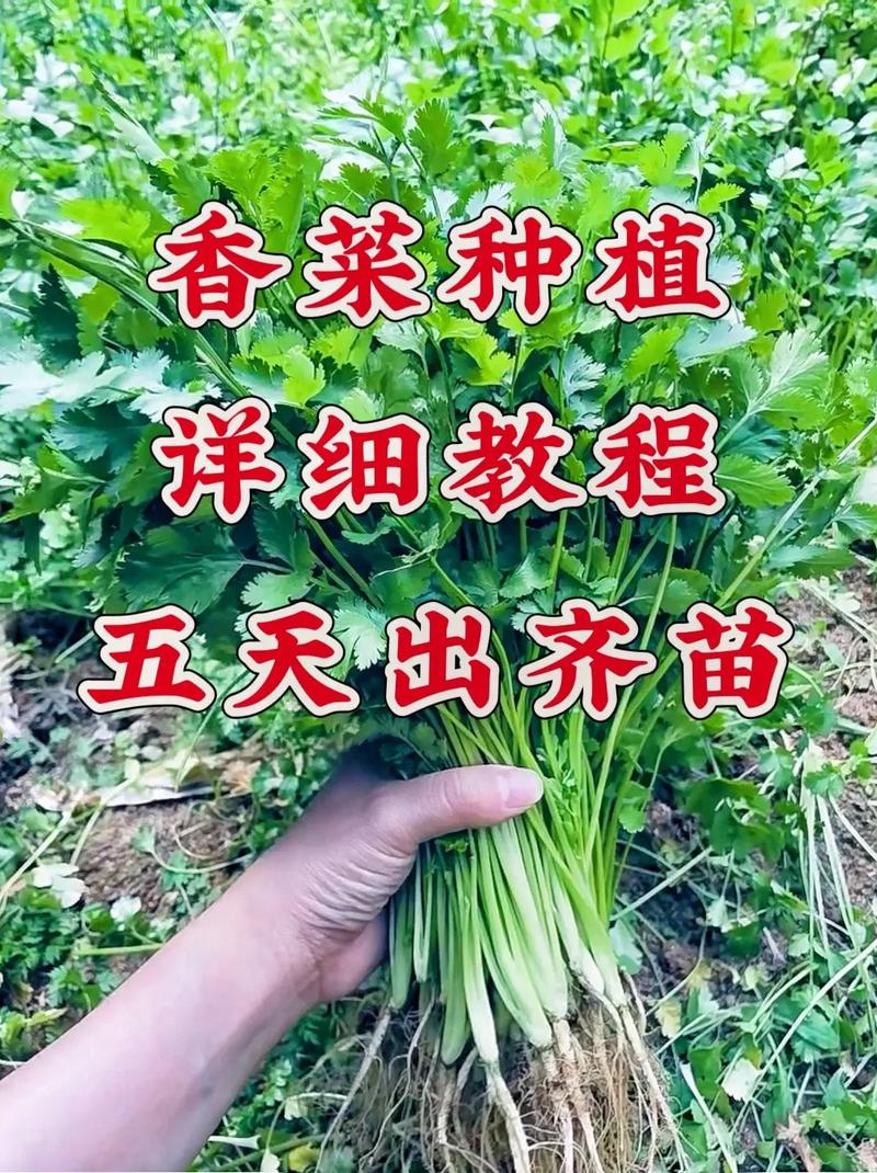 北京香菜啥时候种？怎么种才高产？-第3张图片-宁夏农业信息网