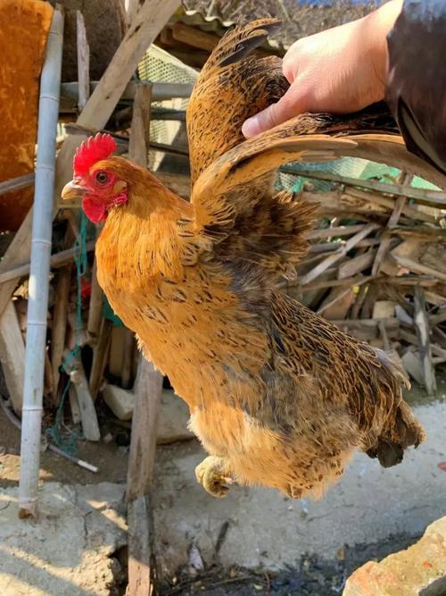 土鸡品种选哪个好？-第2张图片-宁夏农业信息网