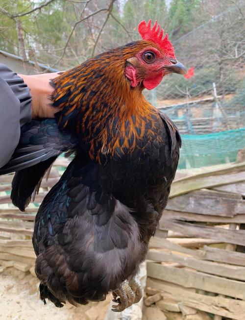 土鸡品种选哪个好？-第3张图片-宁夏农业信息网