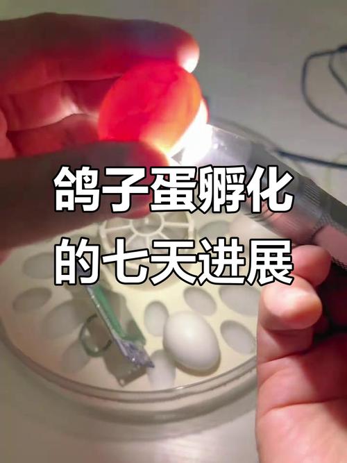 鸽子人工如何快速成对?-第3张图片-宁夏农业信息网 鸽子人工如何快速成对?-第3张图片-宁夏农业信息网