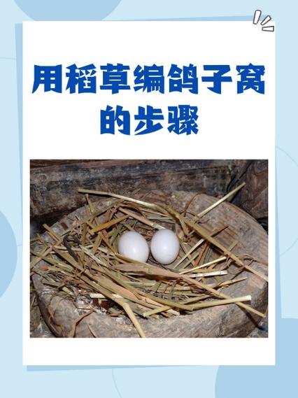 鸽子人工如何快速成对?-第1张图片-宁夏农业信息网 鸽子人工如何快速成对?-第1张图片-宁夏农业信息网