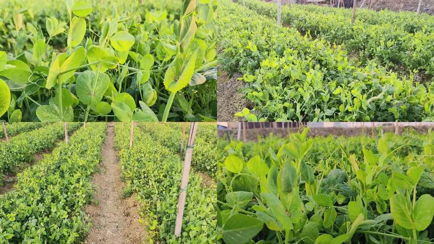 兰豆苗怎么种？最佳时间是什么时候？-第1张图片-宁夏农业信息网