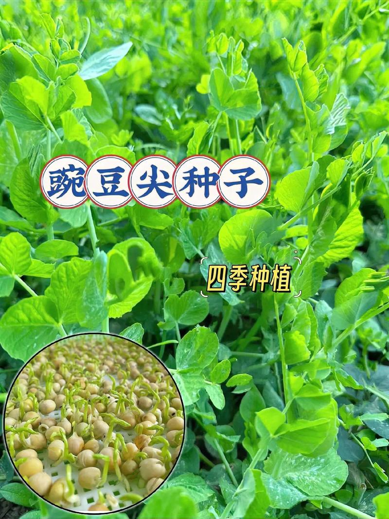 兰豆苗怎么种？最佳时间是什么时候？-第3张图片-宁夏农业信息网