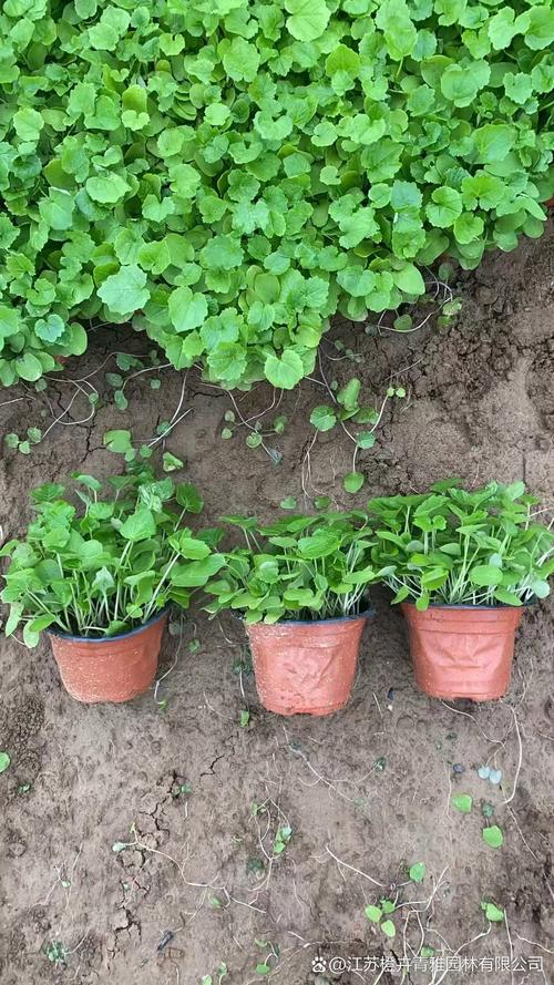 兰豆苗怎么种？最佳时间是什么时候？-第2张图片-宁夏农业信息网