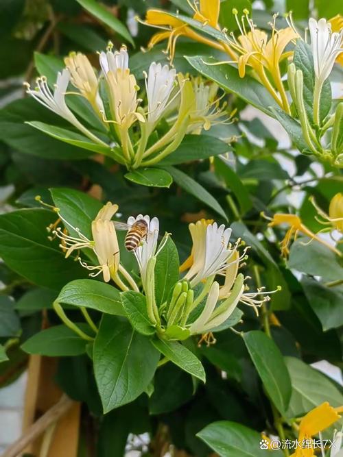 很少见的花用金银花什么品种？-第2张图片-宁夏农业信息网