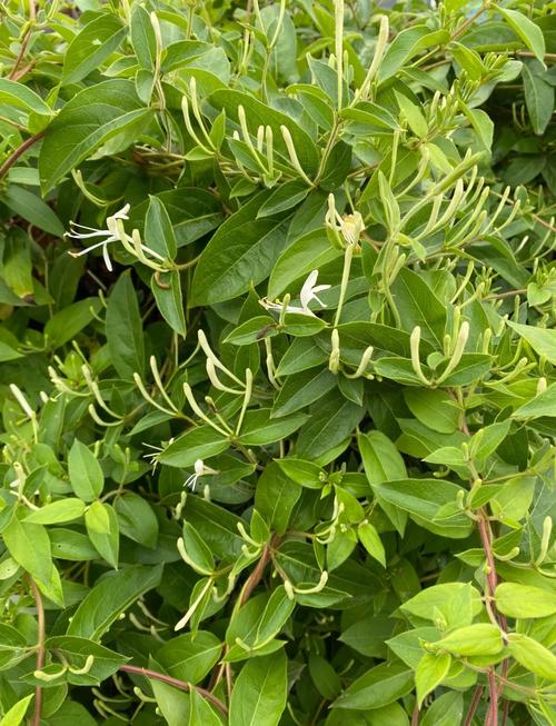 很少见的花用金银花什么品种？-第3张图片-宁夏农业信息网