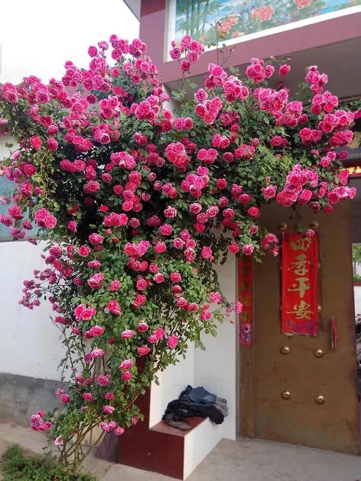 哪些大型藤本品种能快速爬满墙？-第2张图片-宁夏农业信息网