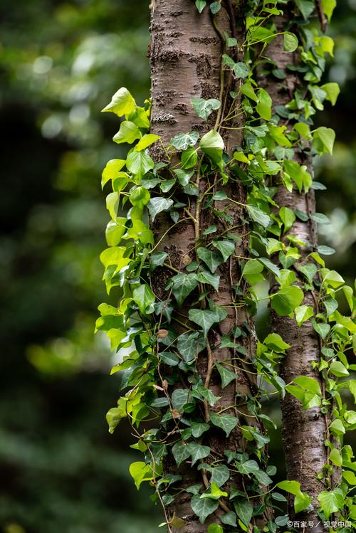 哪些大型藤本品种能快速爬满墙？-第3张图片-宁夏农业信息网