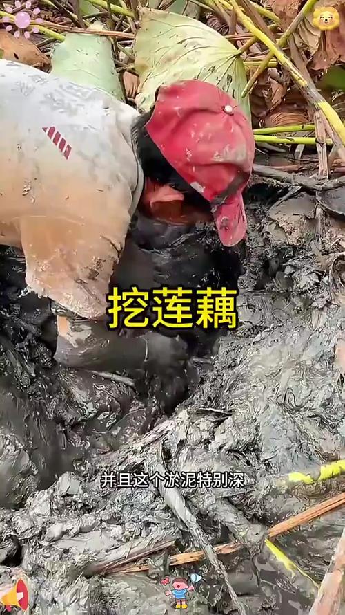 鱼塘淤泥过多怎么办？清淤方法有哪些？-第1张图片-宁夏农业信息网