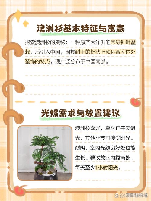 澳洲杉倒盆后怎么浇水才正确？-第2张图片-宁夏农业信息网