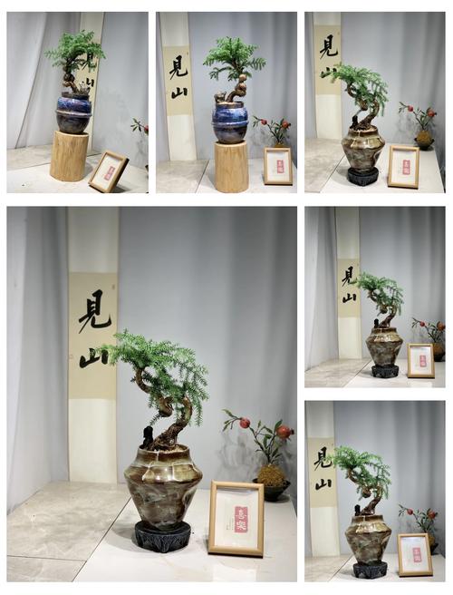 澳洲杉倒盆后怎么浇水才正确？-第3张图片-宁夏农业信息网