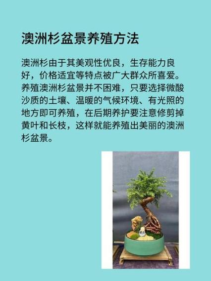 澳洲杉倒盆后怎么浇水才正确？-第1张图片-宁夏农业信息网