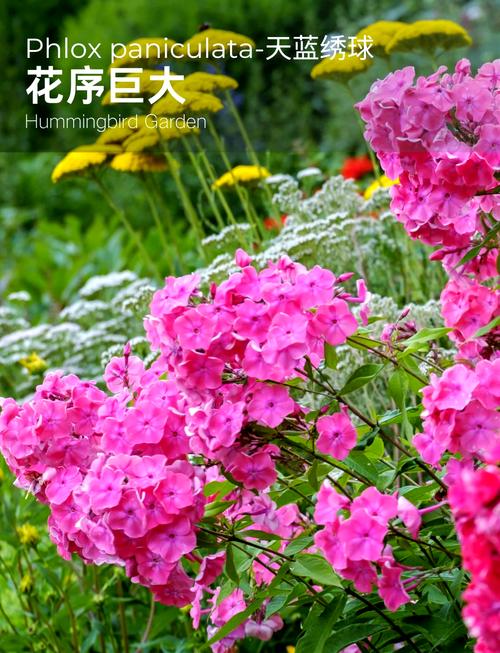 耐寒好养的绣球花品种有哪些？-第1张图片-宁夏农业信息网