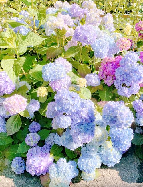 耐寒好养的绣球花品种有哪些？-第2张图片-宁夏农业信息网