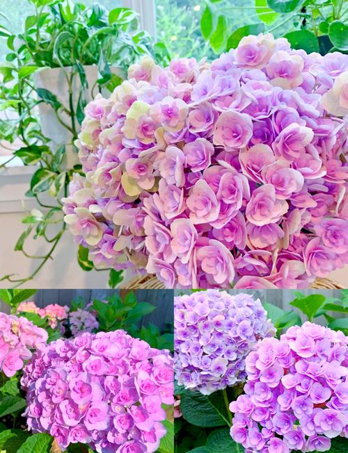 耐寒好养的绣球花品种有哪些？-第3张图片-宁夏农业信息网