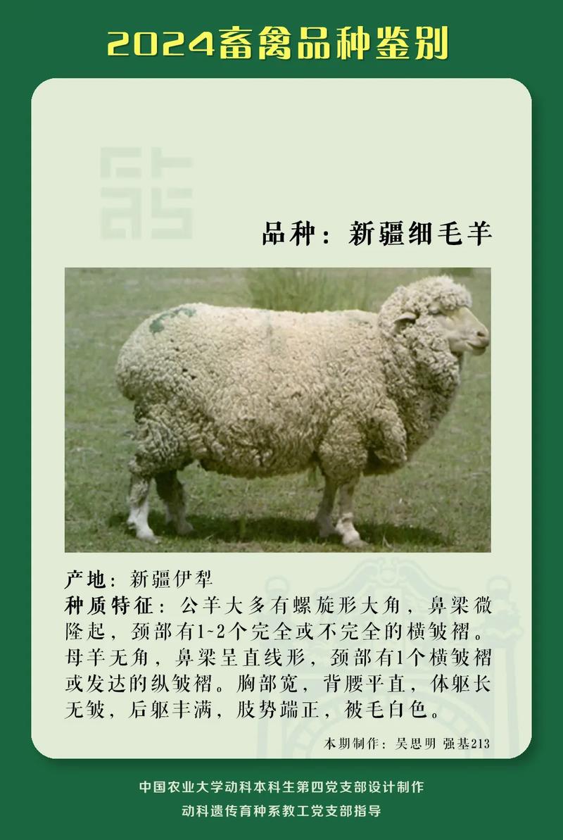 羊品种如何识别？细毛羊鉴定要点是什么？-第1张图片-宁夏农业信息网