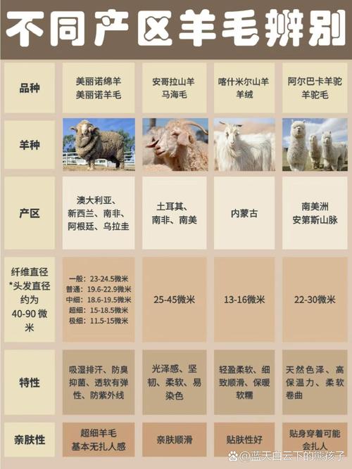 羊品种如何识别？细毛羊鉴定要点是什么？-第3张图片-宁夏农业信息网